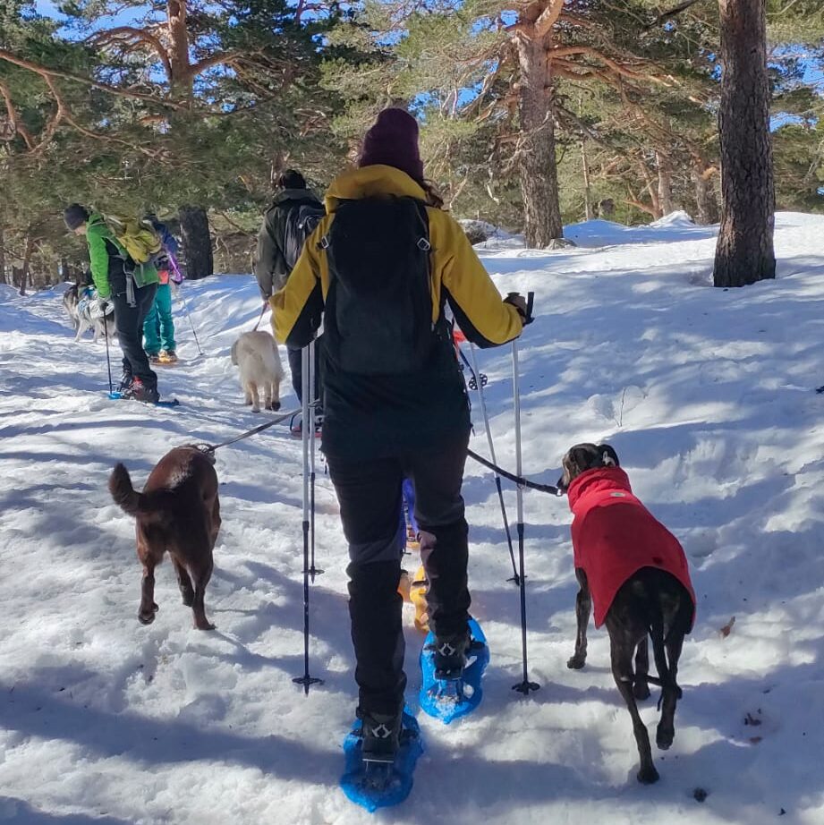 actividades con perro Madrid raquetas de nieve con perro
